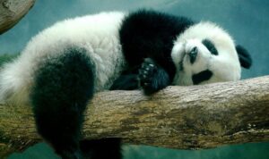 Любителям долго спать грозит смертельная опасность