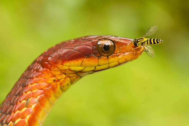 snakes-29-800x533