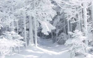 snow_white