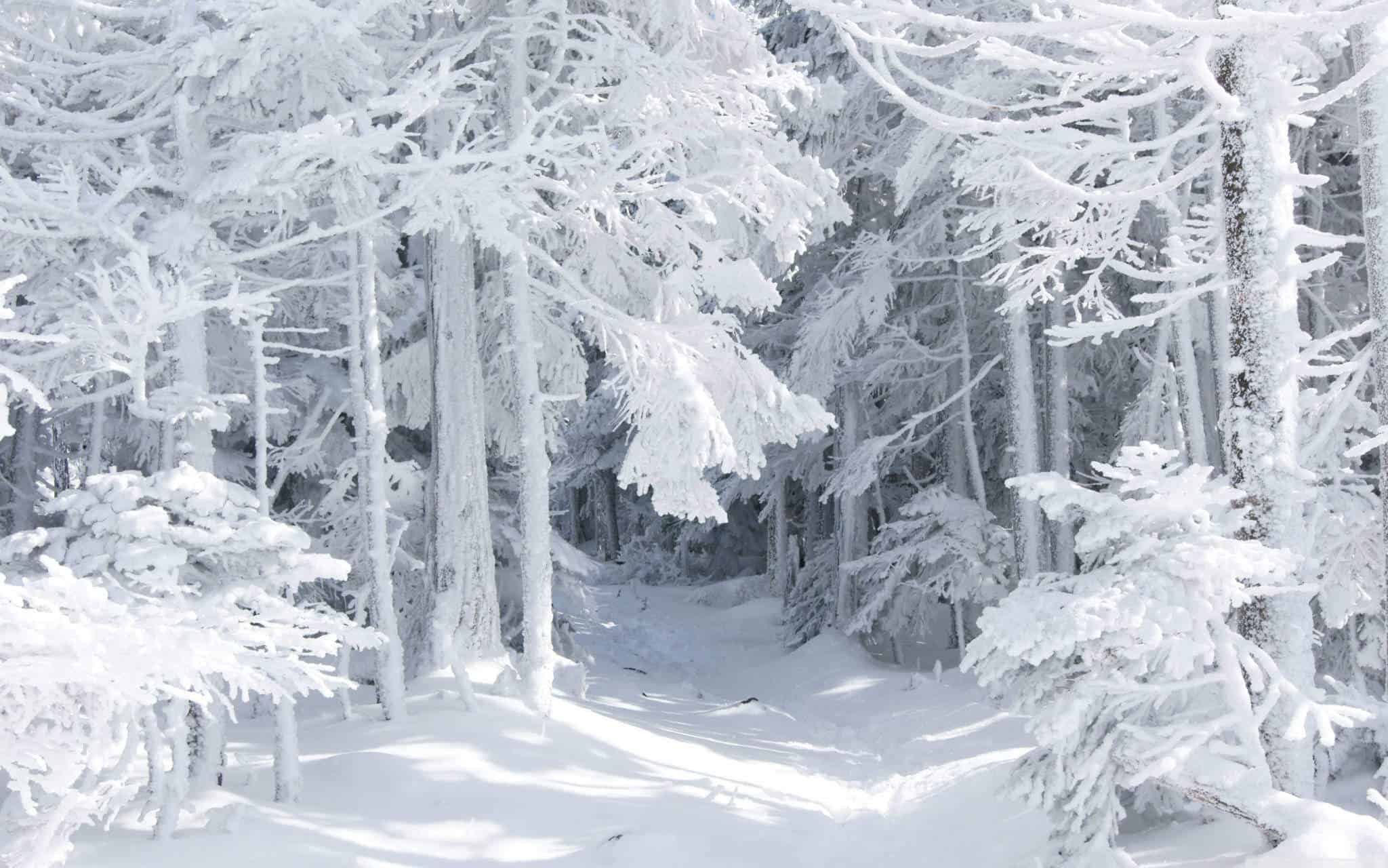 snow_white