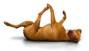 собака с куском мяса, фото из открытых источников