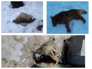 Под Днепром догхантеры убивают собак