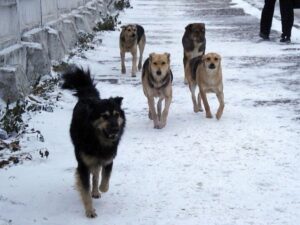 дворняги, фото из открытых источников