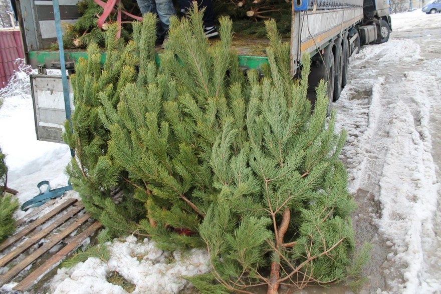 продажа сосен, фото из открытых источников