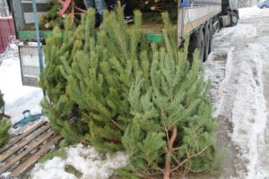 Срубил сосенки под самый корешок: полиция задержала браконьера