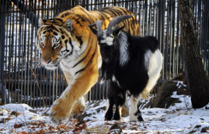tigr_i_kozyol
