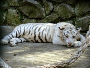 Тигрица по кличке Тигрюля