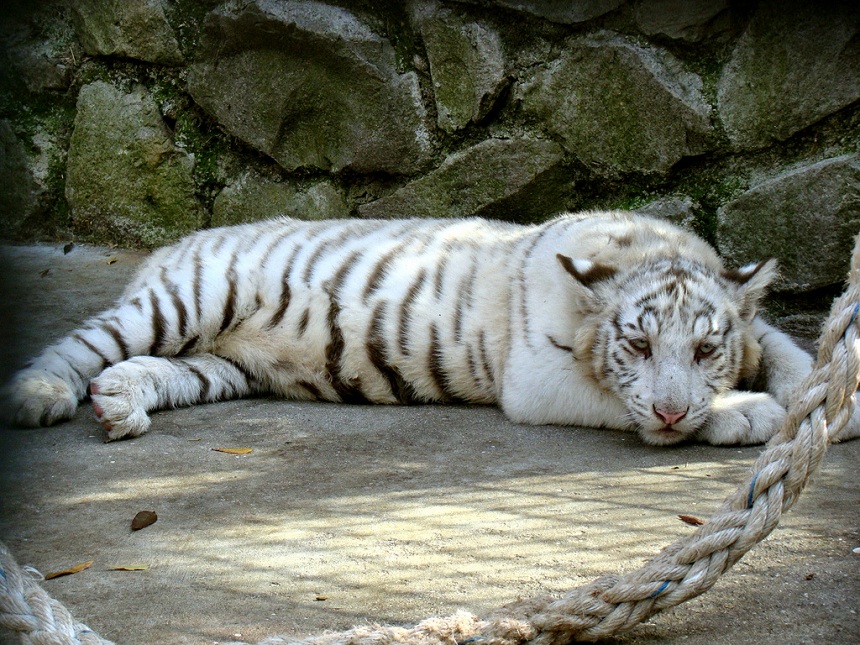 Тигрица по кличке Тигрюля