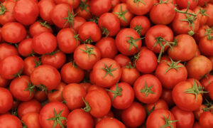 tomato_0