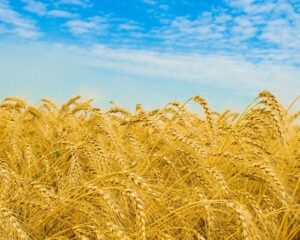 Рынок земли в Украине