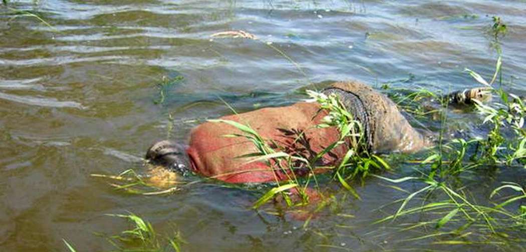 утопленник, фото из открытых источников