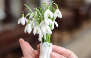 подснежник