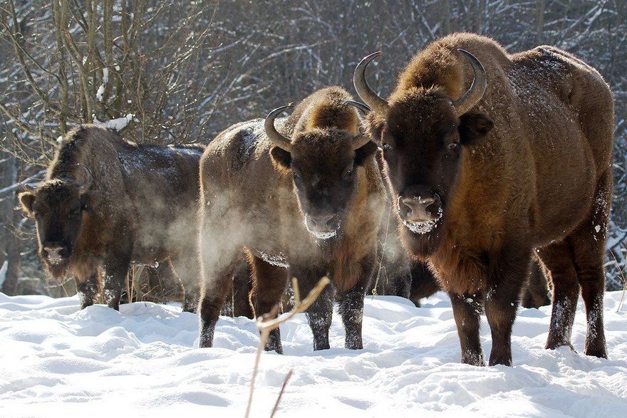 зубры, фото из открытых источников