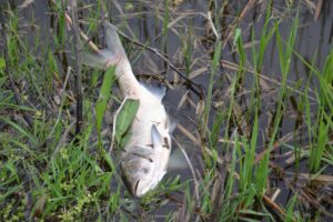 v_izmailskom_rayone_nachalsya_massoviy_mor_ribi_8287