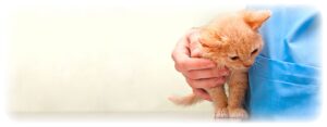 veterinar