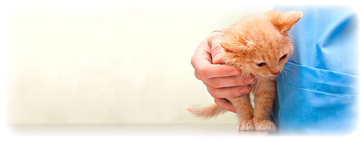 veterinar