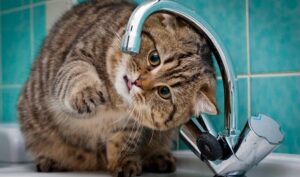 15 декабря двум улицам Днепра приостановили подачу воды: адреса