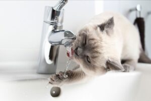 кот вода