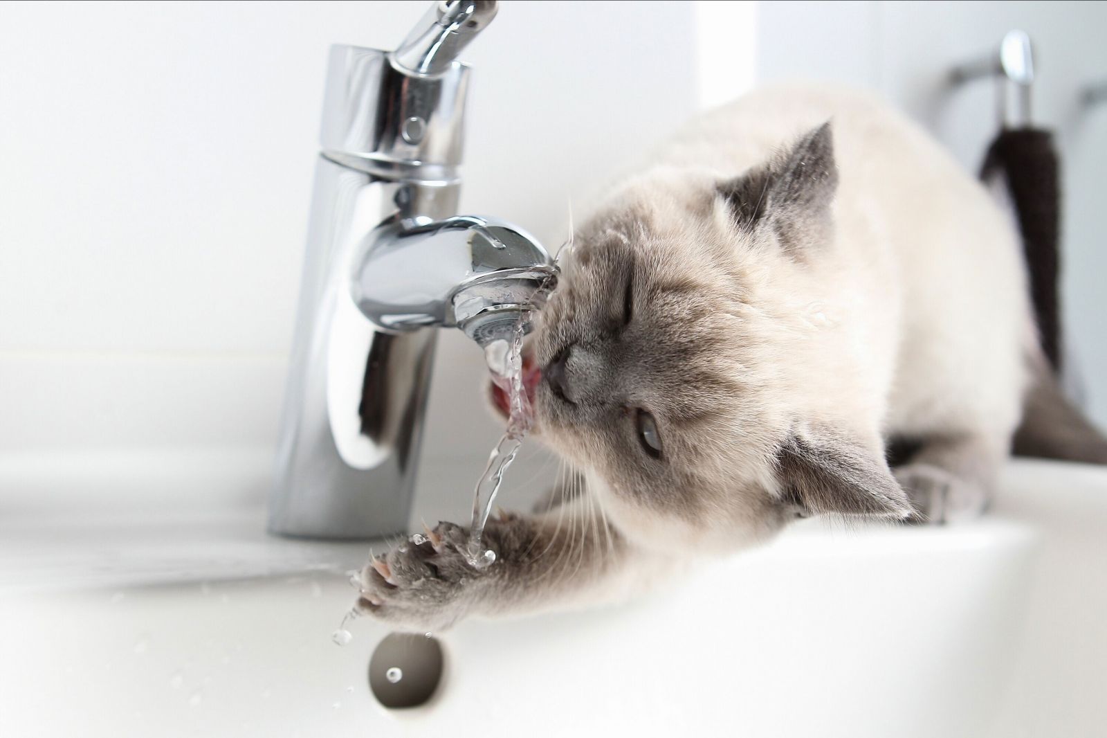 кот вода