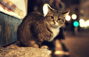 кот