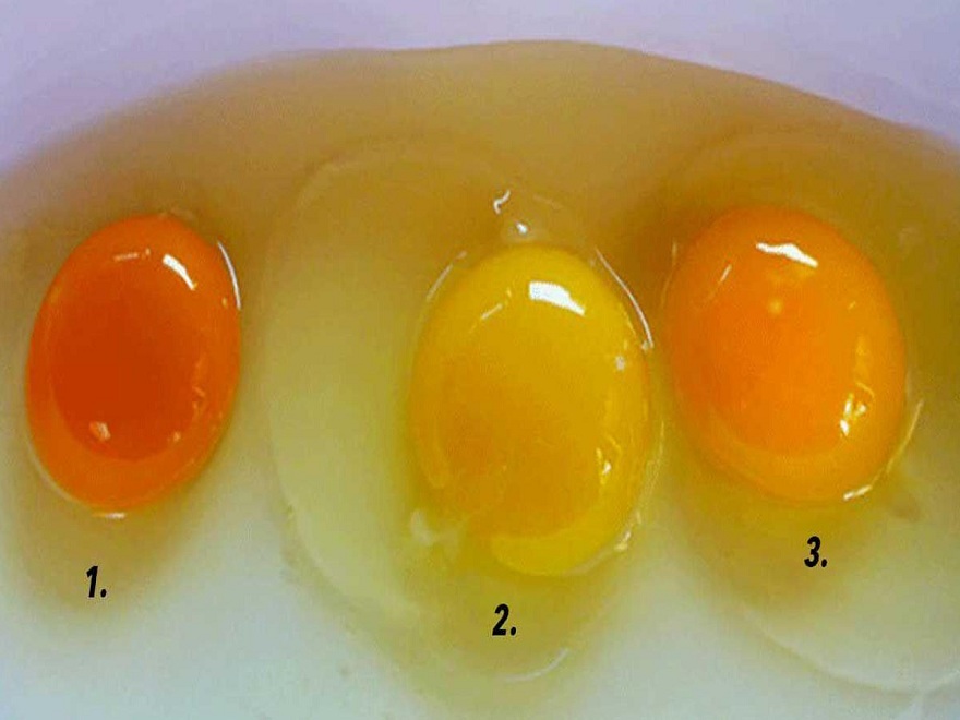 Какого цвета яичные желтки у здоровой курицы?