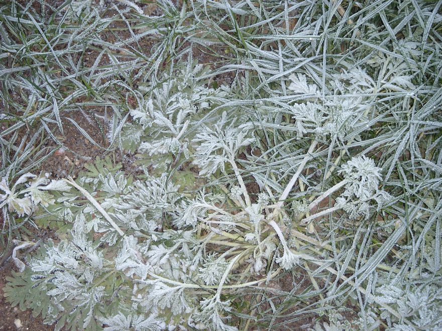 Заморозки