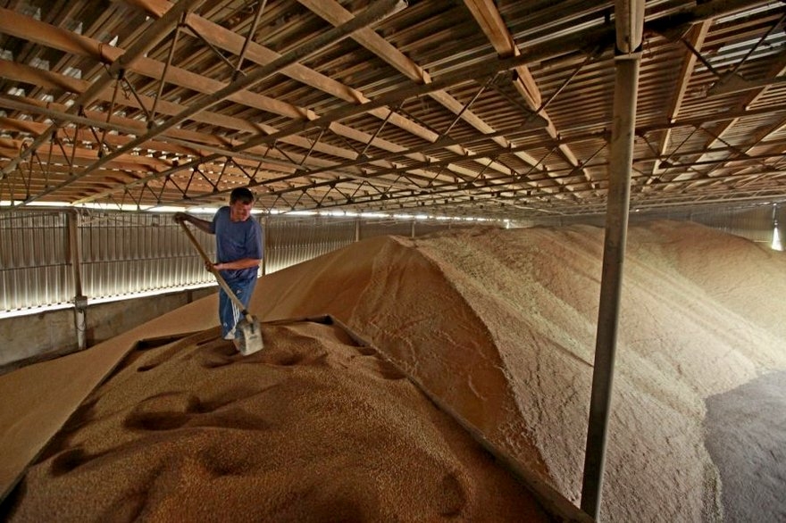 зерно, фото из открытых источников