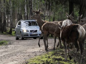 путешествовать с животными, фото из открытых источников