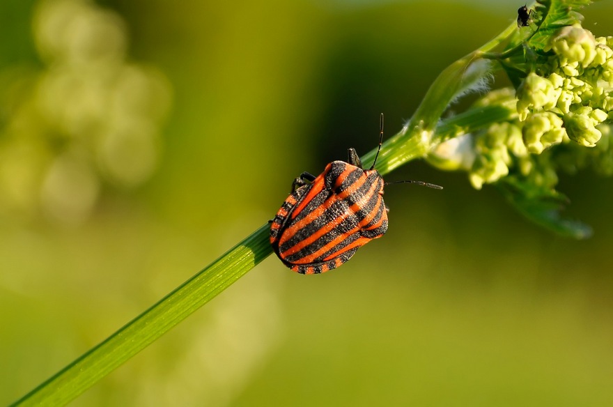 жук на поле, фото из открытых источников