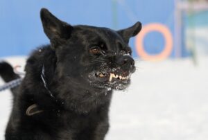 собака