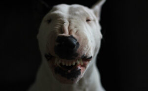 бультерьер