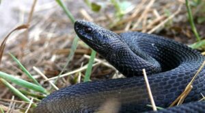 змея, фото из открытых источников