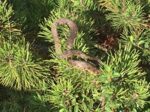 фото Черныш, змея во дворе