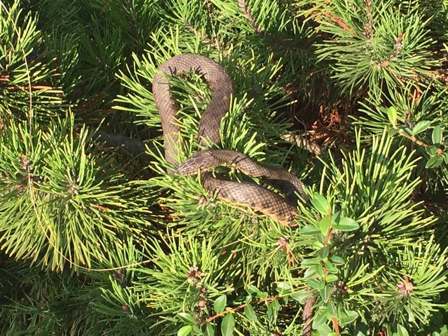 фото Черныш, змея во дворе