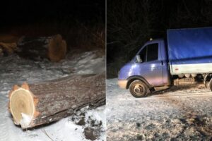 Под Мариуполем полицейские застрелили лесоруба