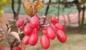 Медики назвали продукт, который нормализует артериальное давление