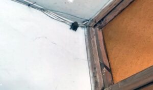 В Днепре в подъезде многоэтажного дома ловили летучую мышь