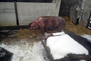 На Днепропетровщине из горящей хозпостройки спасли домашних животных