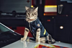 В Киеве коту-спасателю “присвоили” звание майора