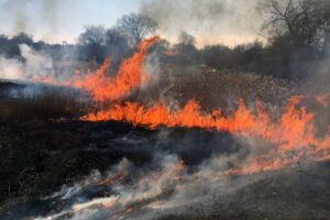 На Днепропетровщине выгорел почти гектар сухой травы (фото)
