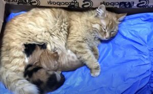 Мама-кошка принесла больных котят к ветеринарам (видео)