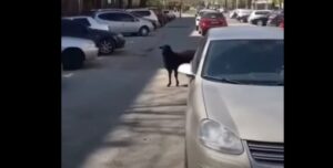 В Запорожье ищут барана Валеру, который сбежал из ресторана