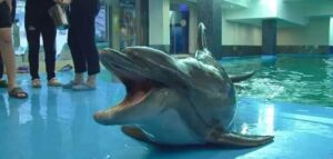 В Одессе дельфин укусил ребенка: врачи наложили швы (видео)