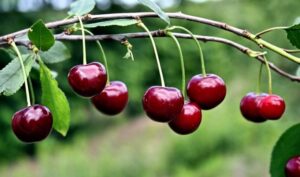 Медики рассказали, о новых преимуществах вишни для здоровья
