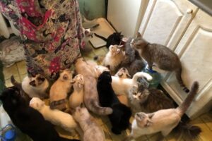 В Днепре женщина организовала в квартире приют для бездомных животных