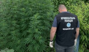 В Кривом Роге мужчина вырастил дома двухметровые кусты конопли