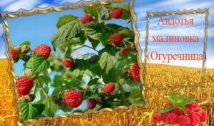 17 августа Авдотья Малиновка: народные приметы и именинники