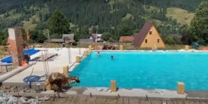 В Карпатах корова прыгнула в бассейн с отдыхающими из Днепра (видео)