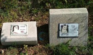 Под Днепром школьники на кладбище жгли и уничтожали могилы домашних питомцев