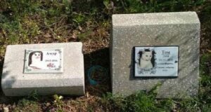 Под Днепром школьники, которые сожгли кладбища животных, записали извинение